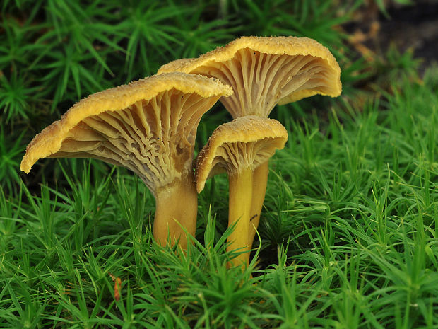 kuriatko lievikovité Craterellus tubaeformis (Fr.) Quél.