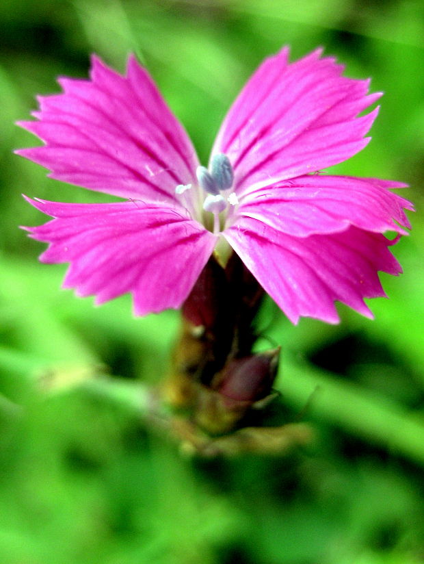 klinček  Dianthus sp. Waldst. et Kit.