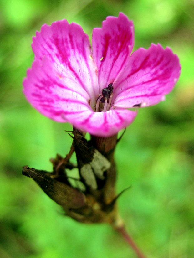 klinček  Dianthus sp. L.