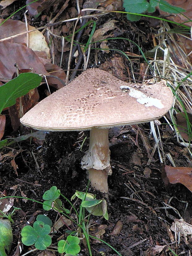 bedlička ostrošupinatá Echinoderma asperum (Pers.) Bon