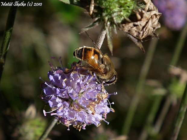 pestrica Eristalis tenax