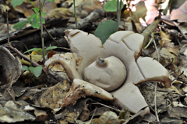 hviezdovka strapkatá Geastrum fimbriatum Fr.