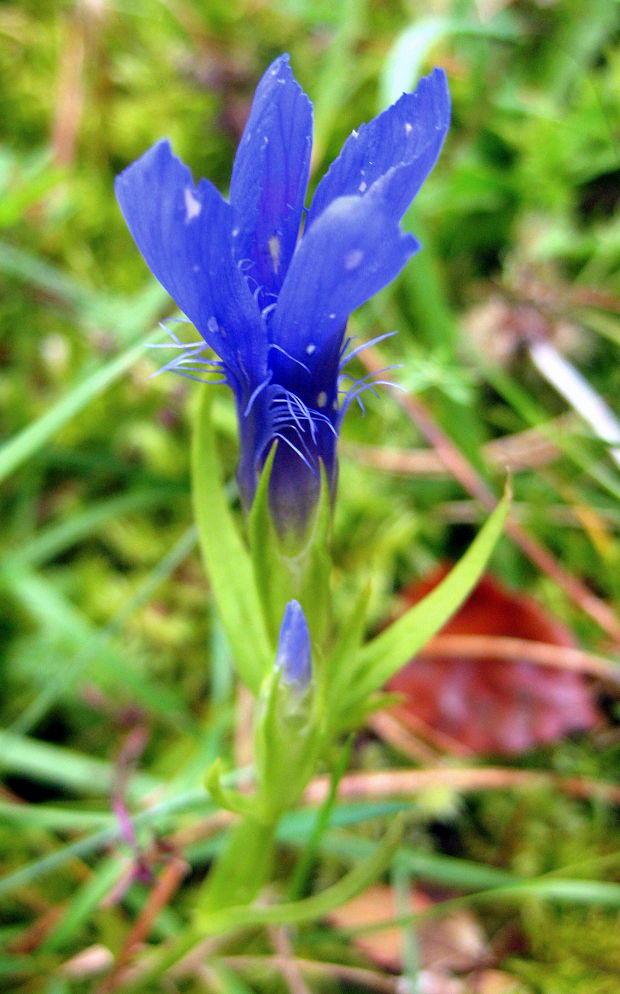 pahorec brvitý Gentianopsis ciliata (L.) Ma