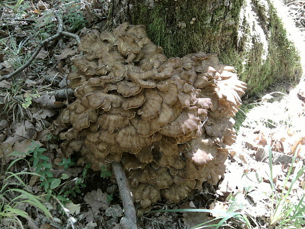 trsovnica lupeňovitá Grifola frondosa (Dicks.) Gray