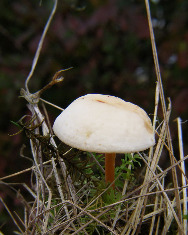 peniazovka vretenovitohlúbiková Gymnopus fusipes (Bull.) Gray