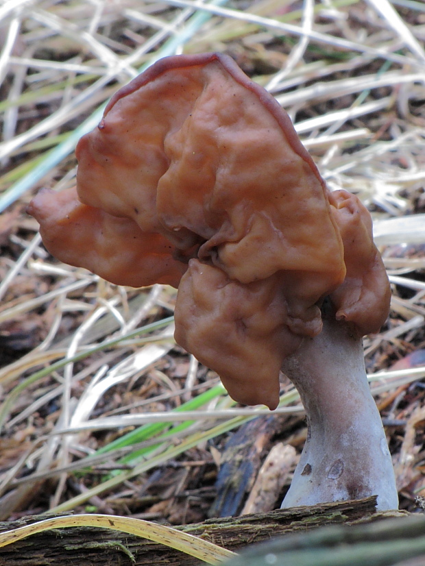 ušiak mitrovitý Gyromitra infula (Schaeff.) Quél.