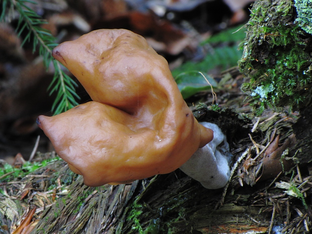 ušiak mitrovitý Gyromitra infula (Schaeff.) Quél.