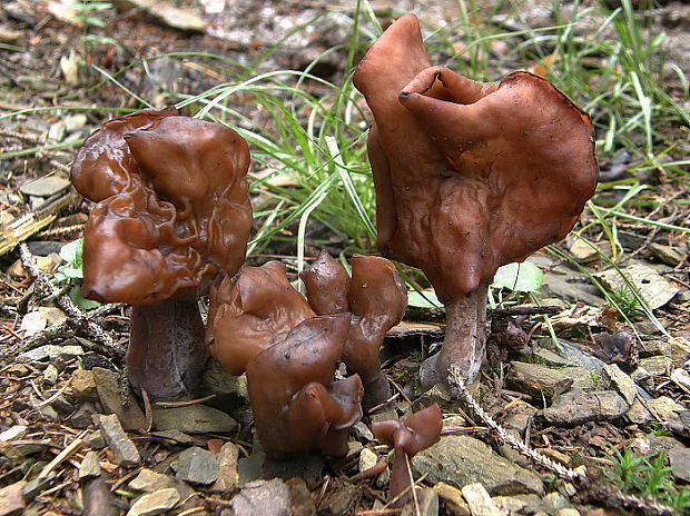 ušiak mitrovitý Gyromitra infula (Schaeff.) Quél.