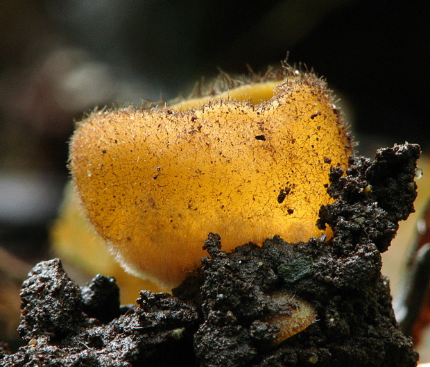 humária oranžová Humaria aurantia (Clem.) Häffner, Benkert & Krisai