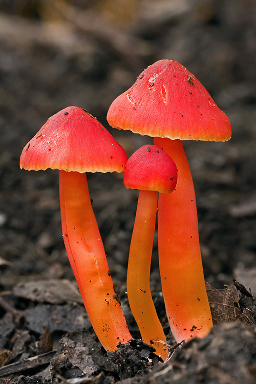 lúčnica šarlátová Hygrocybe coccinea (Schaeff.) P. Kumm.