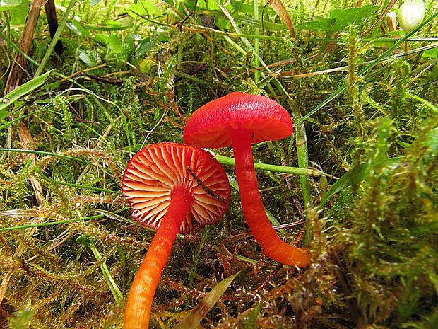 lúčnica šarlátová Hygrocybe coccinea (Schaeff.) P. Kumm.