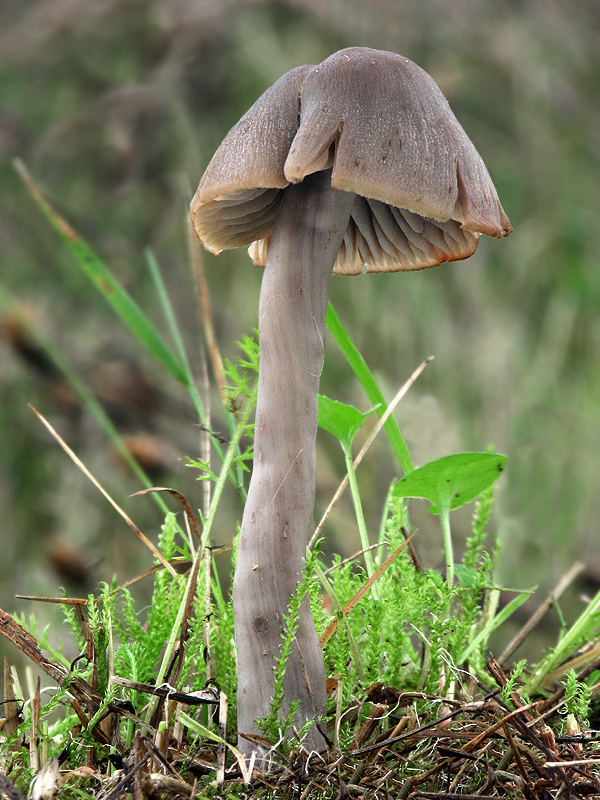 lúčnica ovčia Hygrocybe ovina (Bull.) Kühner