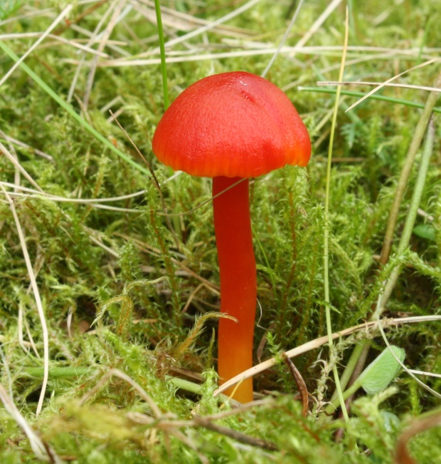 lúčnica Hygrocybe sp.