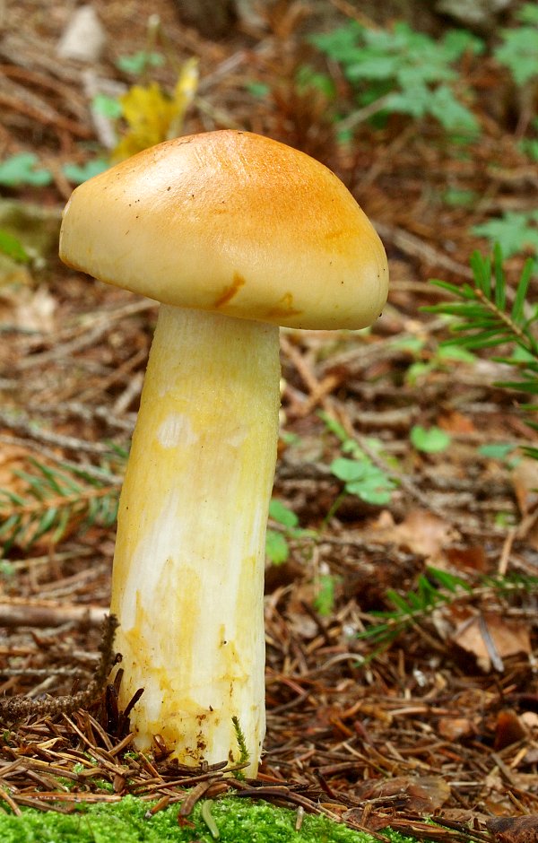 šťavnačka oranžová Hygrophorus abieticola Krieglst. ex Gröger & Bresinsky