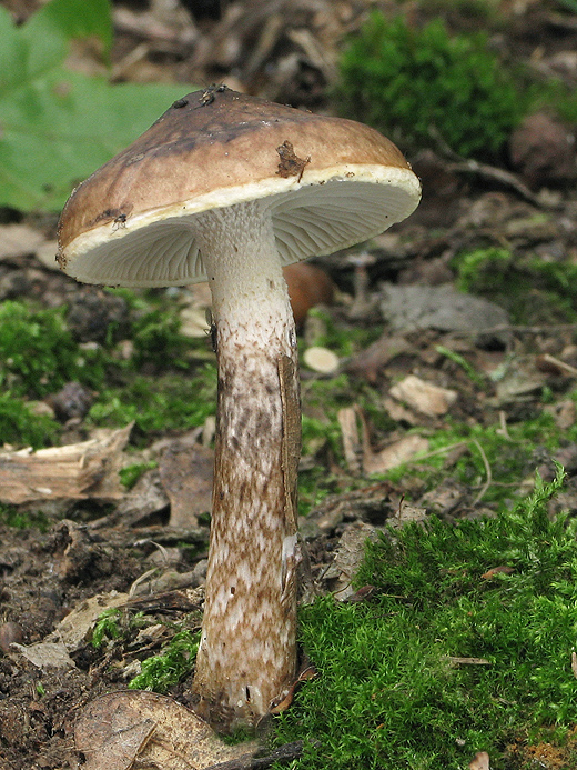 šťavnačka olivovohnedá  Hygrophorus olivaceoalbus (Fr.) Fr.