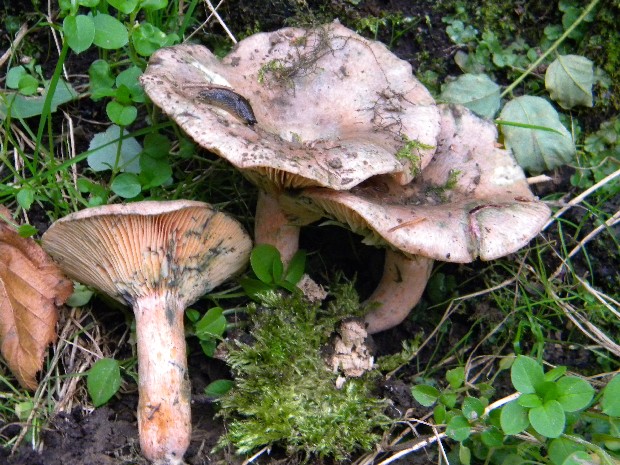 rýdzik pravý Lactarius deliciosus (L.) Gray