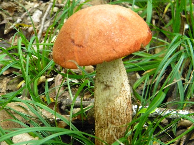 kozák dubový Leccinum aurantiacum (Bull.) Gray