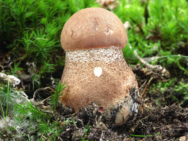 kozák dubový Leccinum aurantiacum (Bull.) Gray