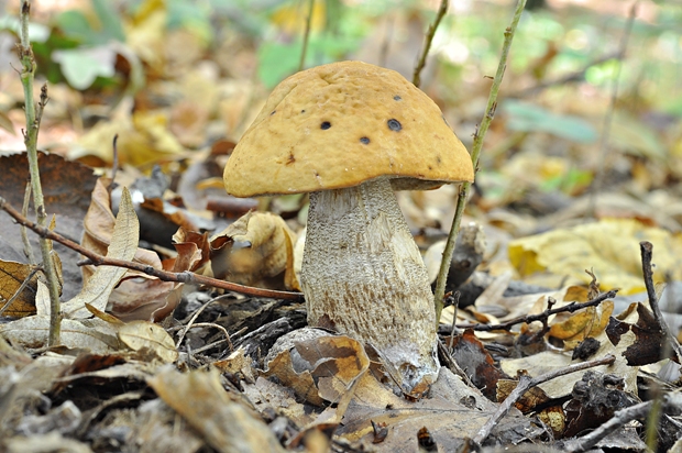 kozák hrabový Leccinum pseudoscabrum (Kallenb.) Šutara