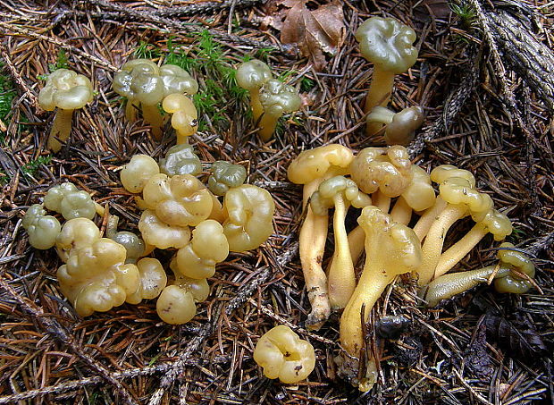 klincovka slizká Leotia lubrica (Scop.) Pers.