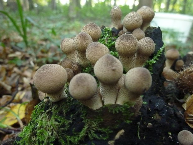 prášnica hruškovitá zahrotená Lycoperdon pyriforme var. acuminatum (Bosc) F. Šmarda