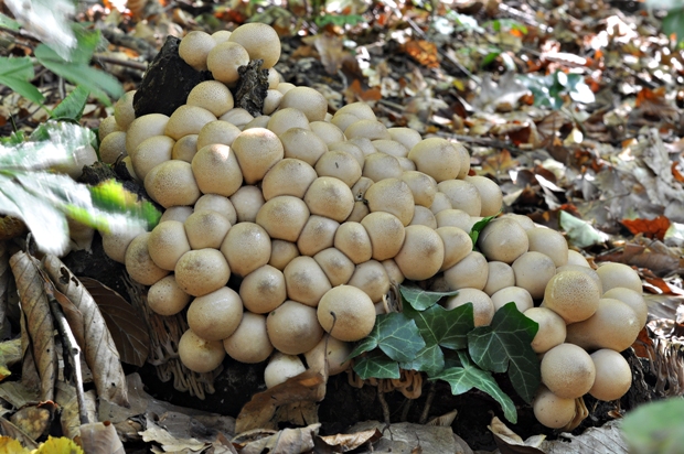 prášnica hruškovitá Lycoperdon pyriforme Schaeff.