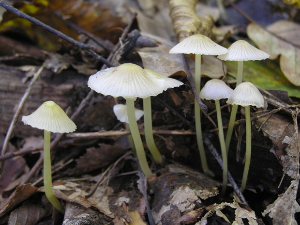 prilbička Mycena sp.