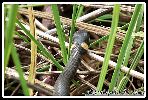 užovka obojková Natrix natrix