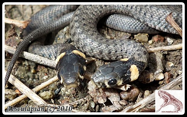 užovka obojková Natrix natrix