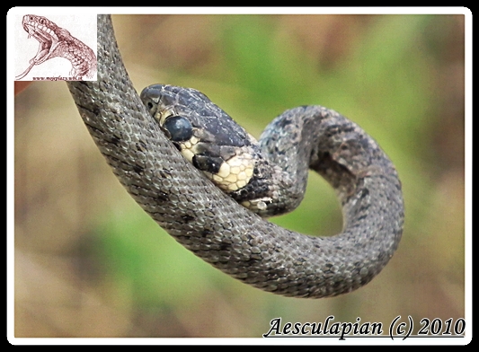 užovka obojková Natrix natrix