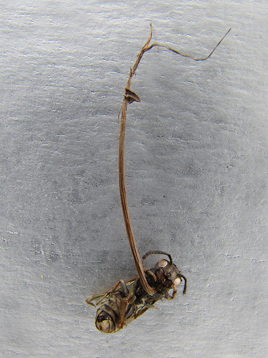 žezlovka osia Ophiocordyceps sphecocephala  (Klotzsch ex Berk.) G.H. Sung, J.M. Sung, Hywel-Jones & Spatafora