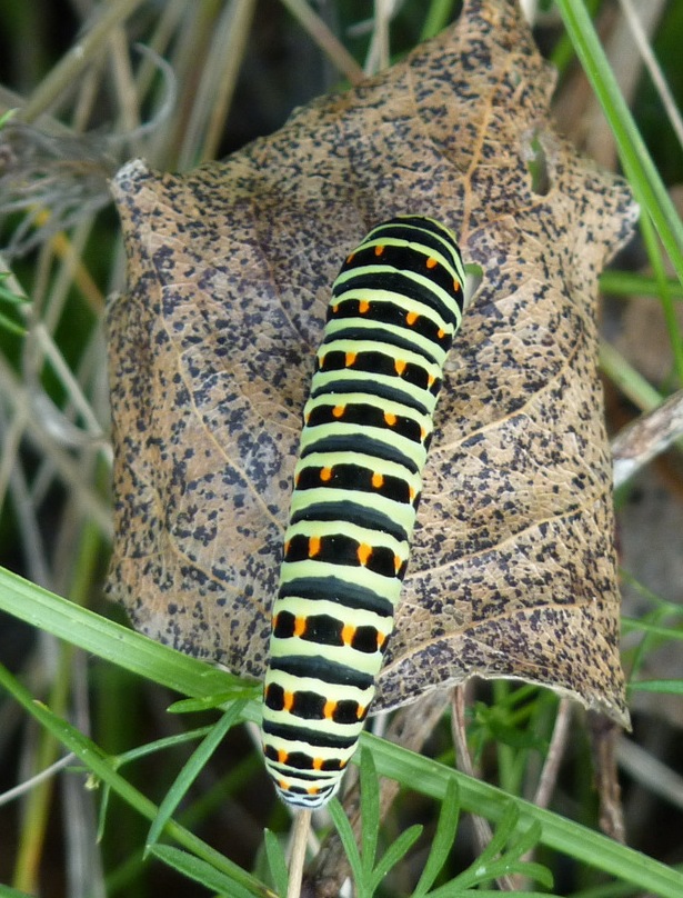 vidlochvost feniklový Papilio machaon