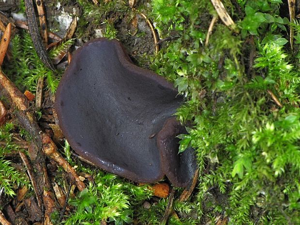 čiaška tmavomodrá Peziza saniosa Schrad.