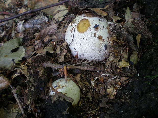 hadovka smradľavá Phallus impudicus L.