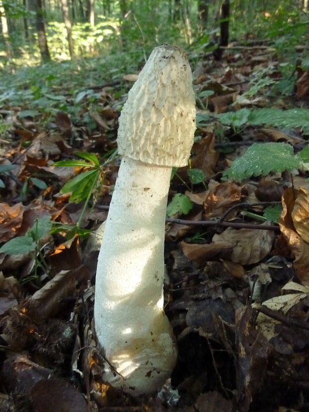 hadovka smradľavá Phallus impudicus L.