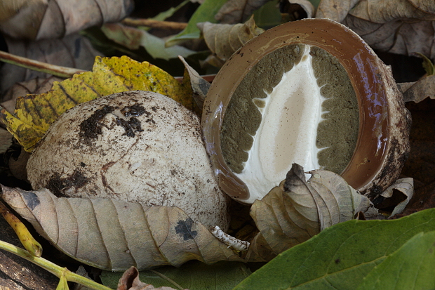 hadovka smradľavá Phallus impudicus L.