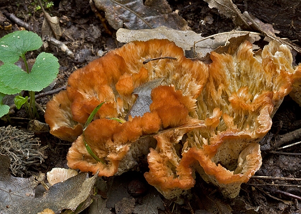 vejárovka pásikavá Podoscypha multizonata (Berk. & Broome) Pat.