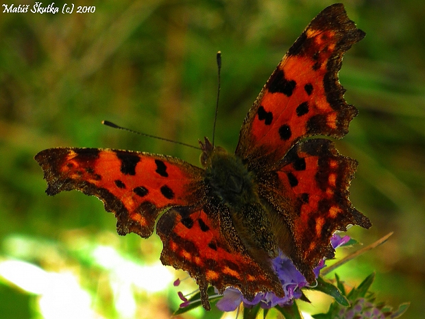 babôčka zubatokrídla Polygonia c-album