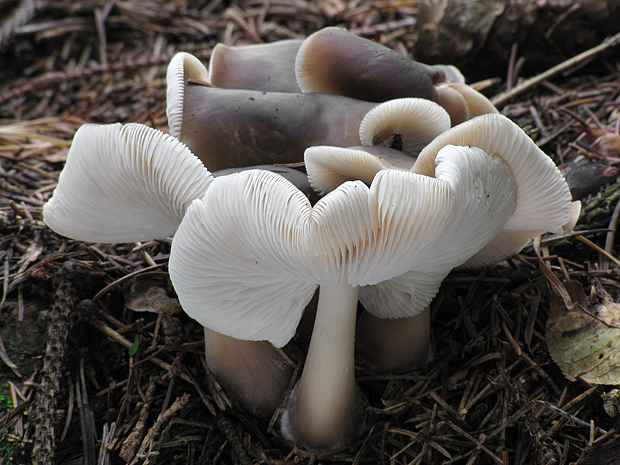 peniazovka maslová Rhodocollybia butyracea (Bull.) Lennox