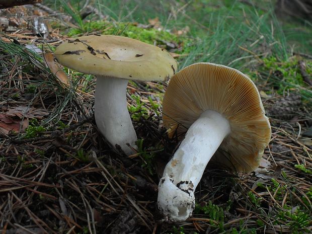 plávka Russula sp.