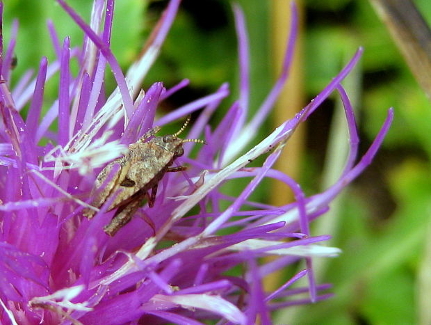 koníček dvojbodkový Tetrix bipunctata