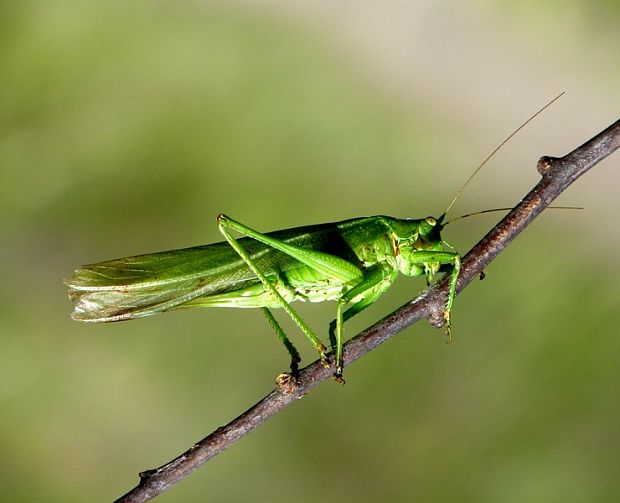 kobylka zelená Tettigonia viridissima