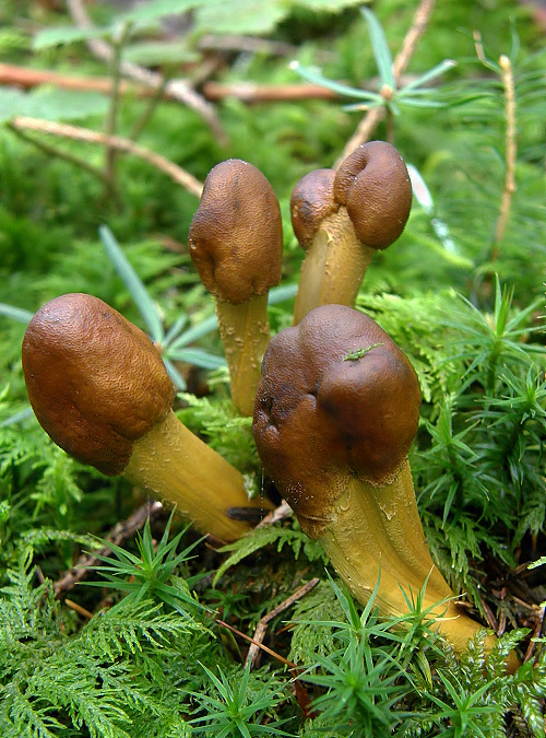 žezlovka hlavičkatá Tolypocladium capitatum (Holmsk.) Quandt, Kepler & Spatafora