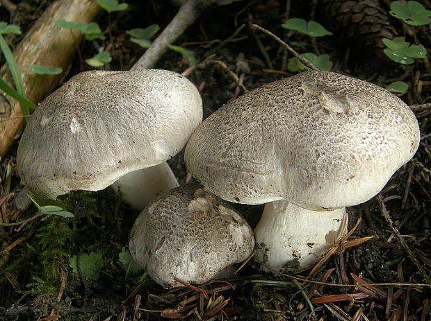 čírovka tigrovaná Tricholoma pardinum (Pers.) Quél.