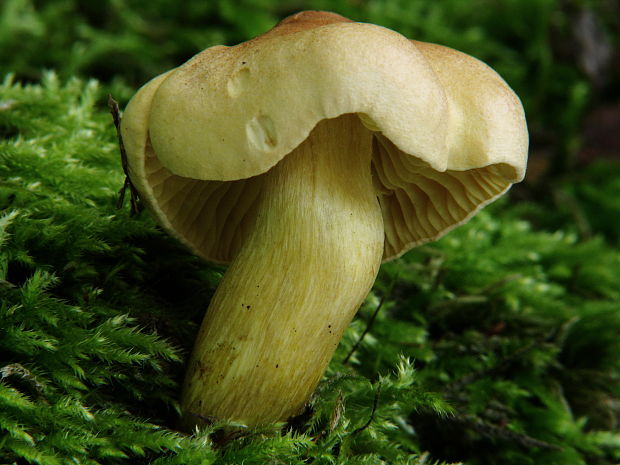 čírovka sírovožltá Tricholoma sulphureum (Bull.) P. Kumm.