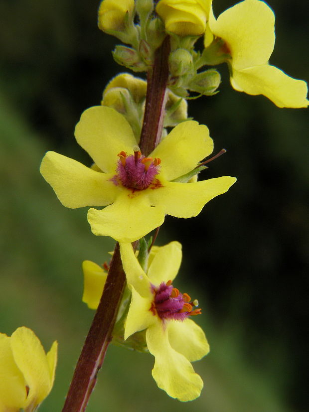 divozel Verbascum sp.