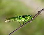kobylka zelená