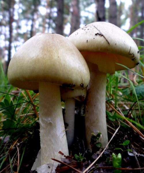 muchotrávka zelená Amanita phalloides (Vaill. ex Fr.) Link