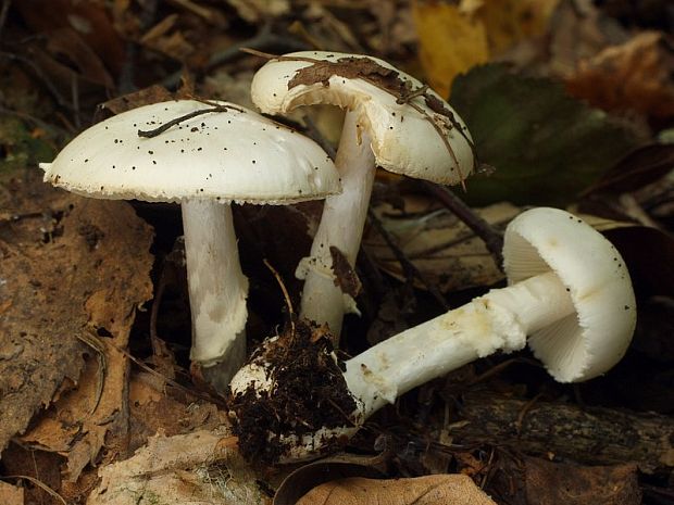 muchotrávka Amanita sp.