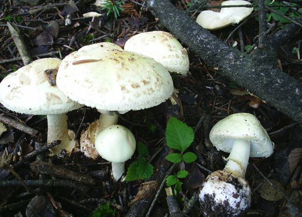 muchotrávka Amanita sp.